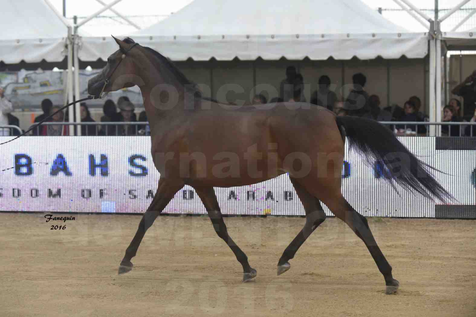 Championnat du pur-sang arabe de la Méditerranée et des pays arabes - MENTON 2016 - REMAL  AL SHAQAB - Notre Sélection - 4