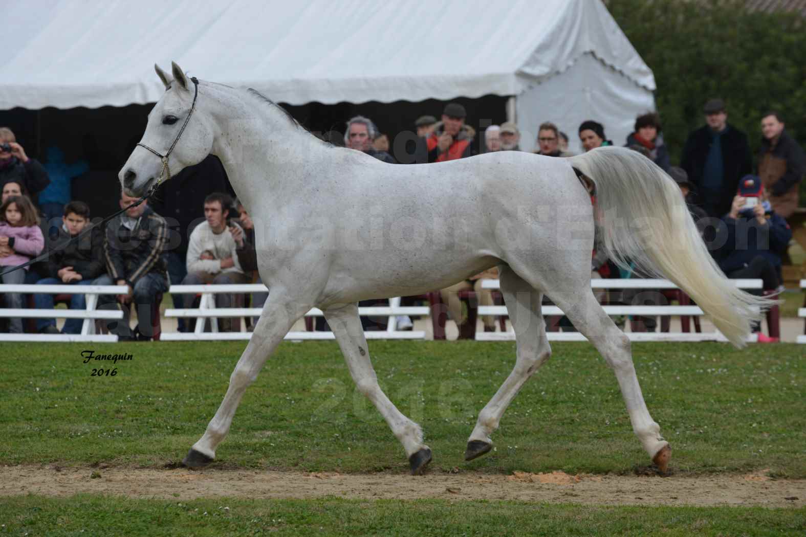 Présentation d’Étalons aux Haras d'UZES en 2016 - Présentation en longe - QATAR IBN - 4