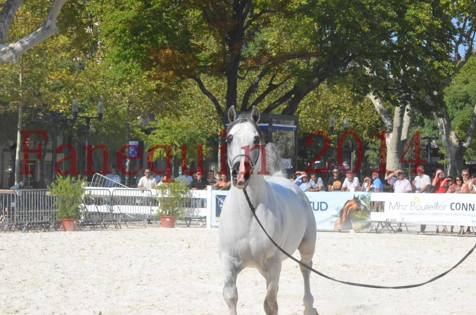 Concours National de Nîmes de chevaux ARABES 2014 - Championnat - SHAOLIN DE NEDJAIA - 21