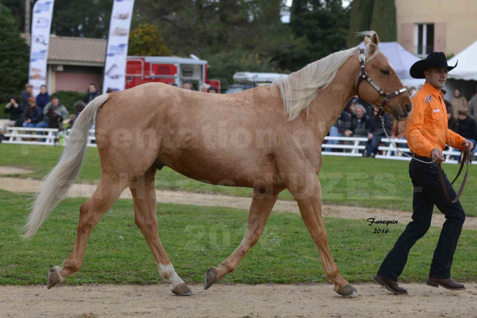 Présentation d’Étalons aux Haras d'UZES en 2016 - Présentation en longe - SONY - QUATER - 5