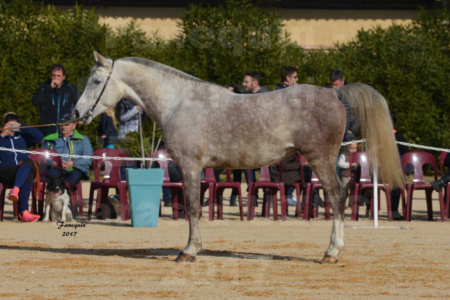 Présentation d’Étalons aux Haras d'UZES - Présentation en longe - NAFSTALIK DE L'ARLYNE - 4