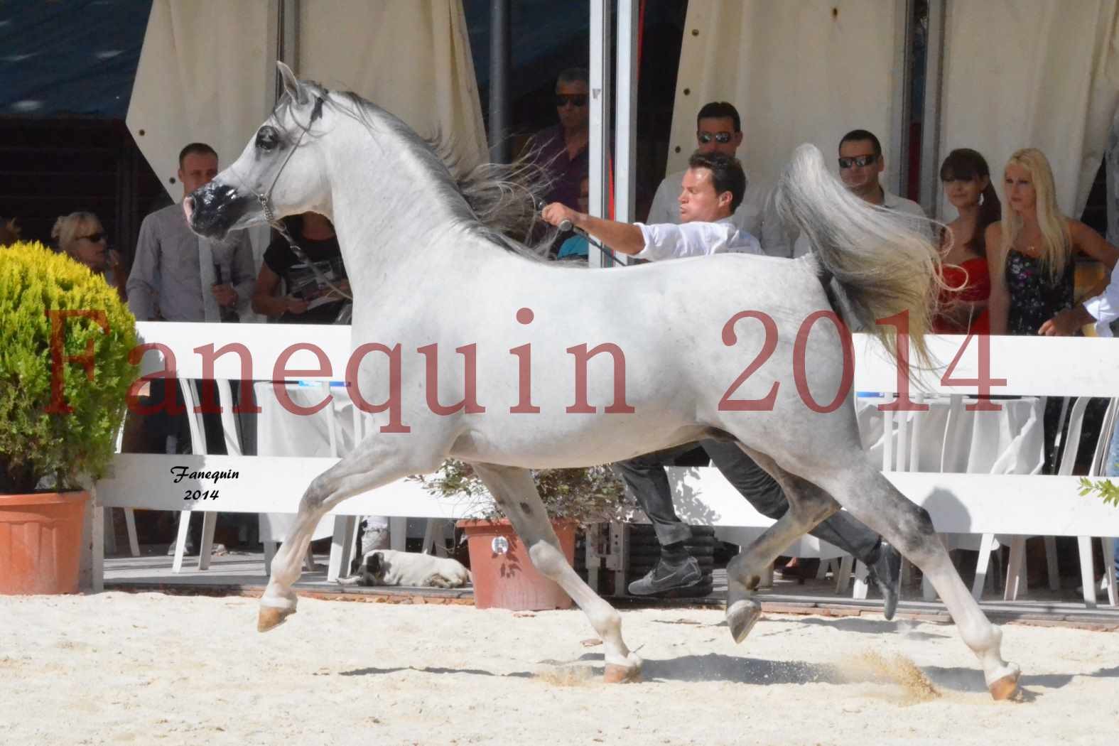 Concours National de Nîmes de chevaux ARABES 2014 - Notre Sélection - SHAOLIN DE NEDJAIA - 10