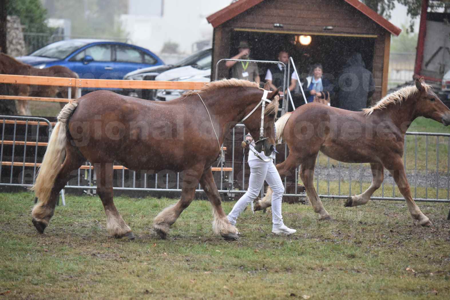 Concours Régional de chevaux de traits en 2017 - Trait COMTOIS - Jument suitée - ROXIE 7 - 06