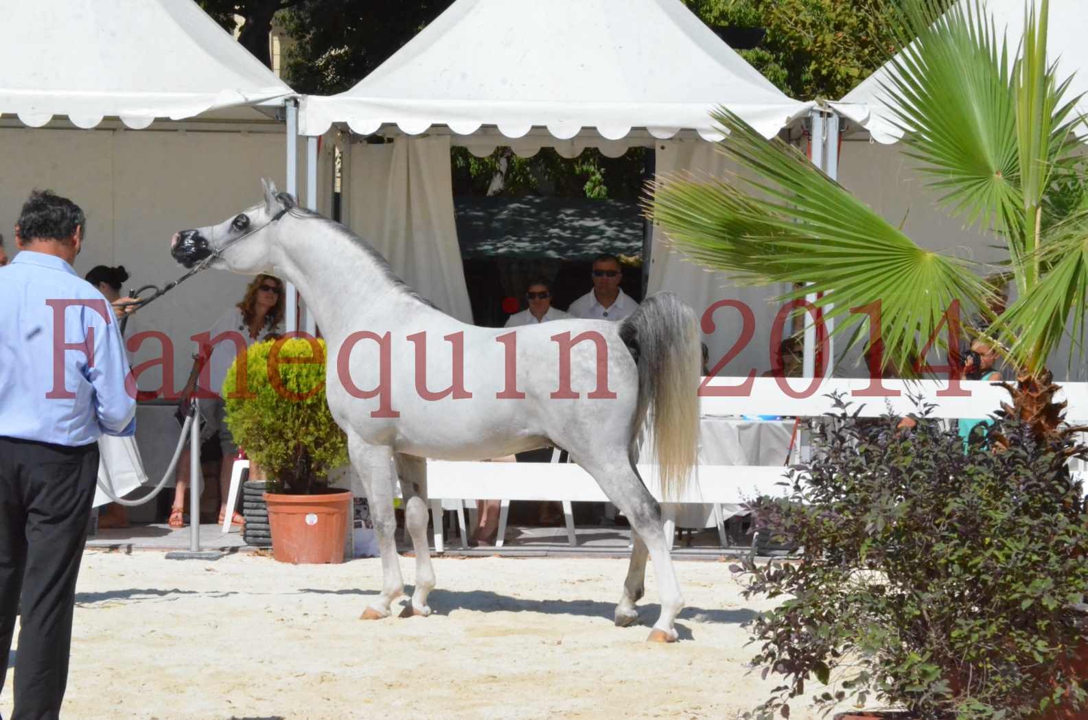 Concours National de Nîmes de chevaux ARABES 2014 - Sélection - SHAOLIN DE NEDJAIA - 72