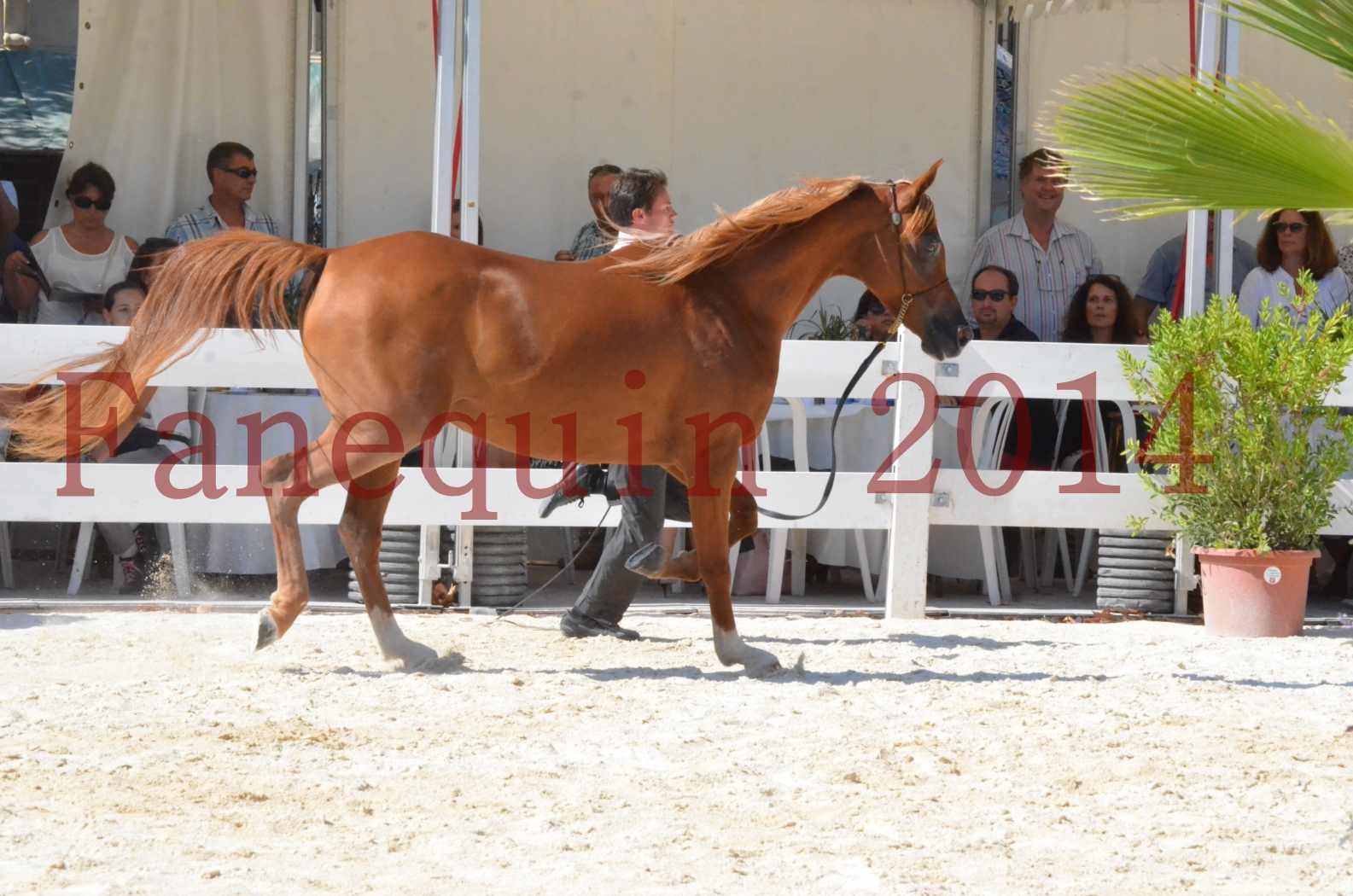 Concours National de Nîmes de chevaux ARABES 2014 - Championnat - MASSAI DE BARREL - 16