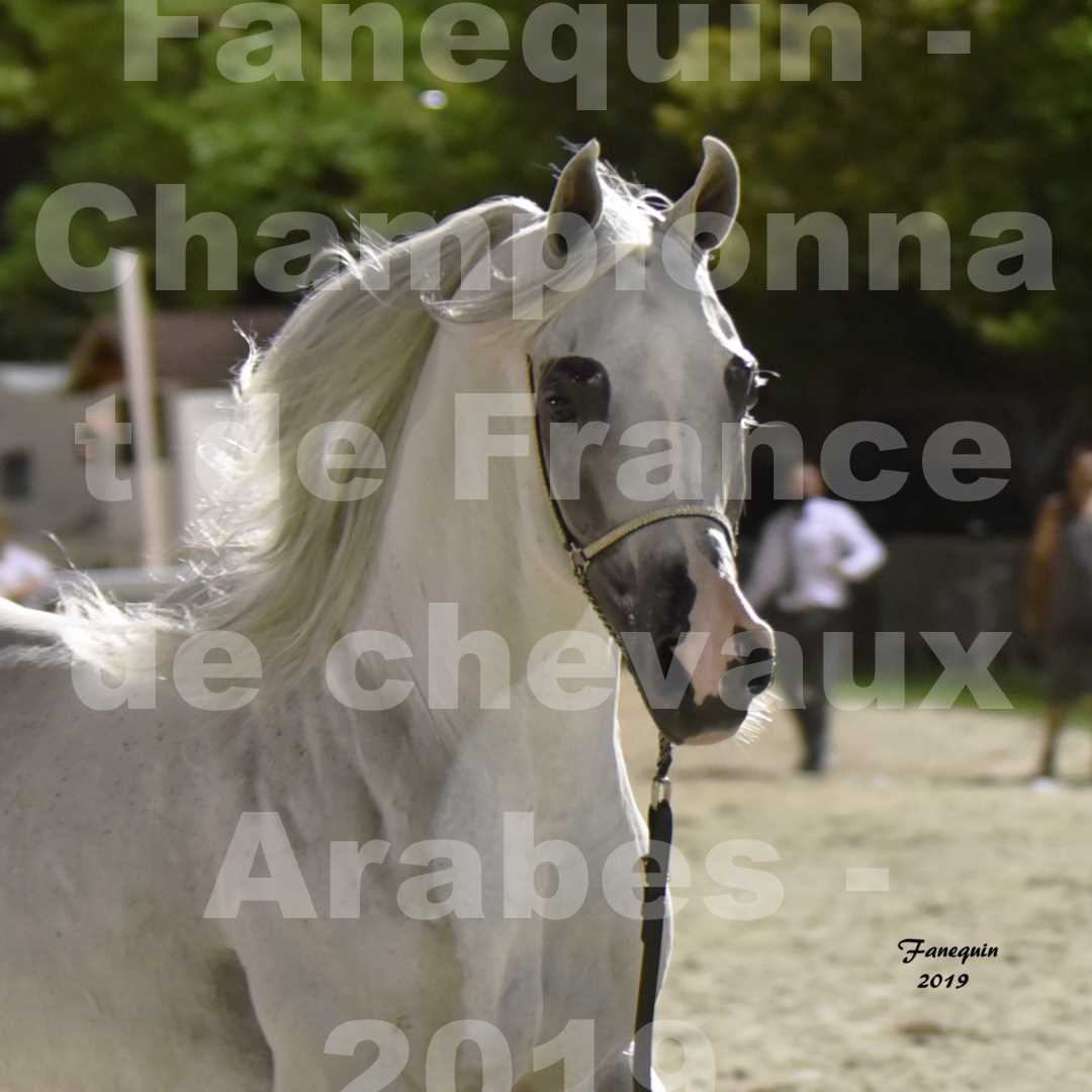 Championnat de France des chevaux Arabes en 2019 à VICHY - SHAMS EL ASHIRAF - Portraits - 2