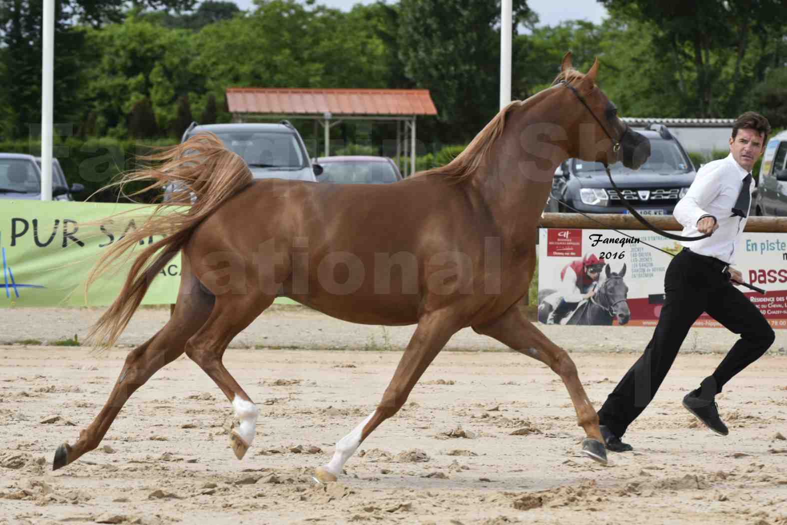 Show national de chevaux Arabes à CHAZEY sur AIN - AMJAD AL ADEYAT - 1