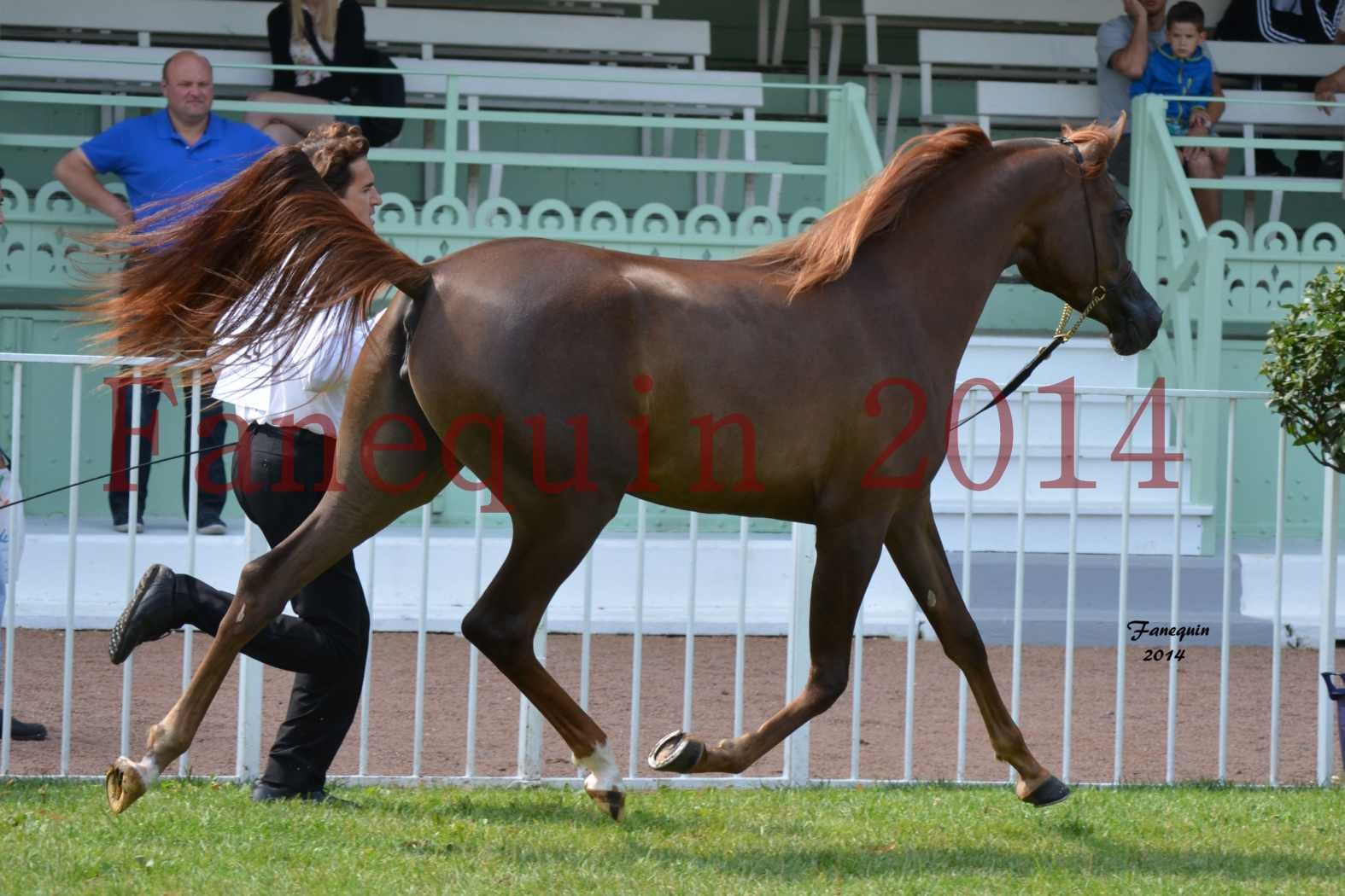 SHOW INTERNATIONAL DE VICHY 2014 - dossard n° 24 - OM EL BASILEA