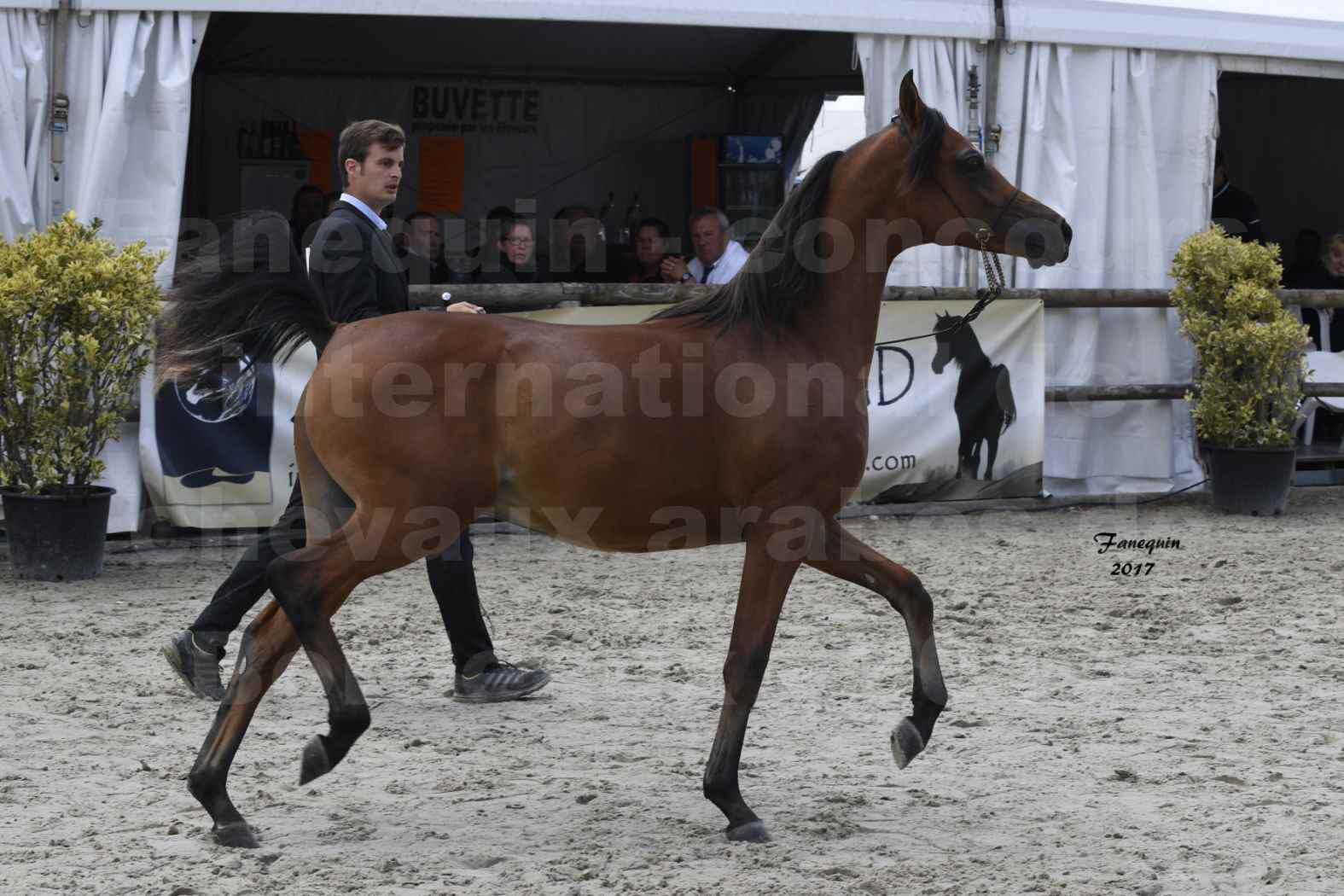 Concours international de chevaux ARABES - "Arabian Masters" Bordeaux 2017 - JABBOK DE NAUTIAC - 01