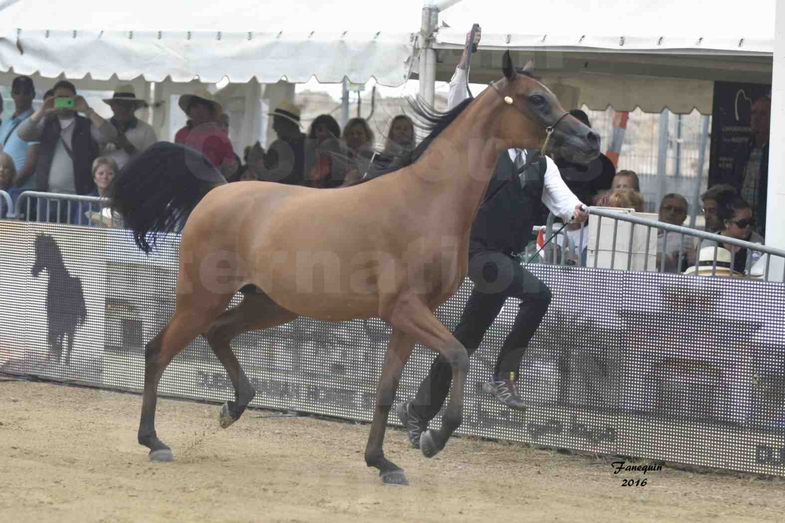 Championnat du Pur-Sang Arabe de la Méditerranée et des pays Arabes - MENTON 2016 - MAZAYA DOMITIA - Notre Sélection - 01