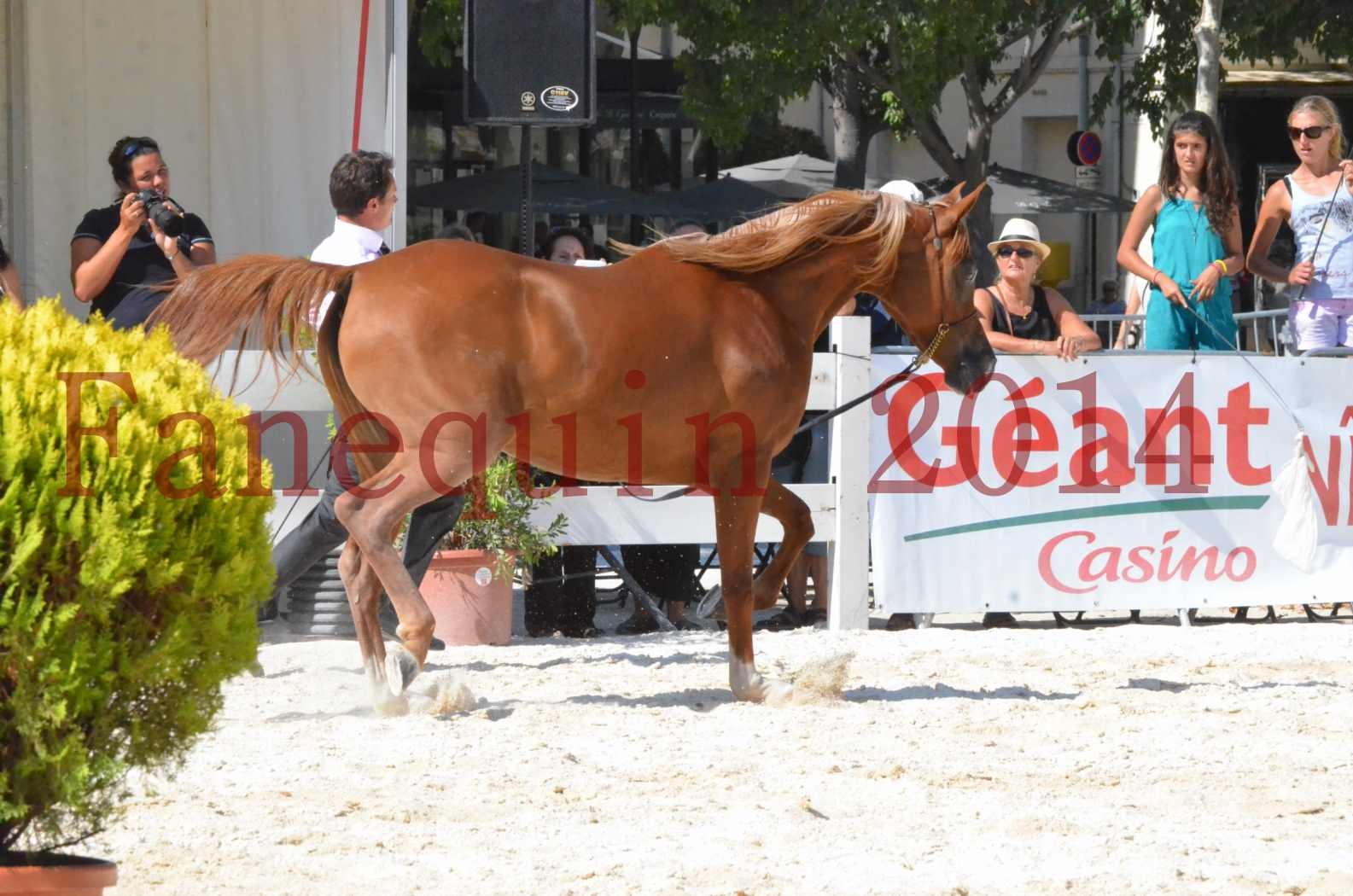 Concours National de Nîmes de chevaux ARABES 2014 - Championnat - MASSAI DE BARREL - 17