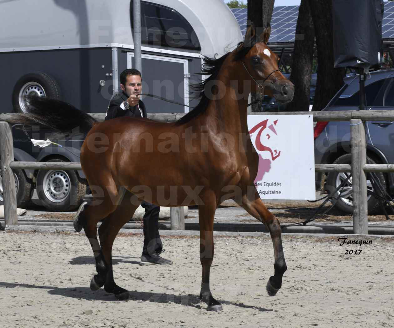 Concours international de chevaux ARABES - "Arabian Masters" Bordeaux 2017 - JABBOK DE NAUTIAC - 28