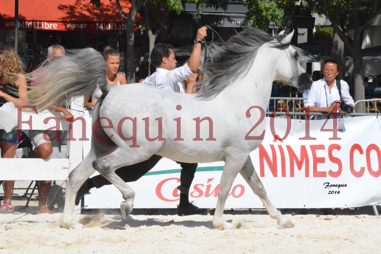 Concours National de Nîmes de chevaux ARABES 2014 - Notre Sélection - SHAOLIN DE NEDJAIA - 15