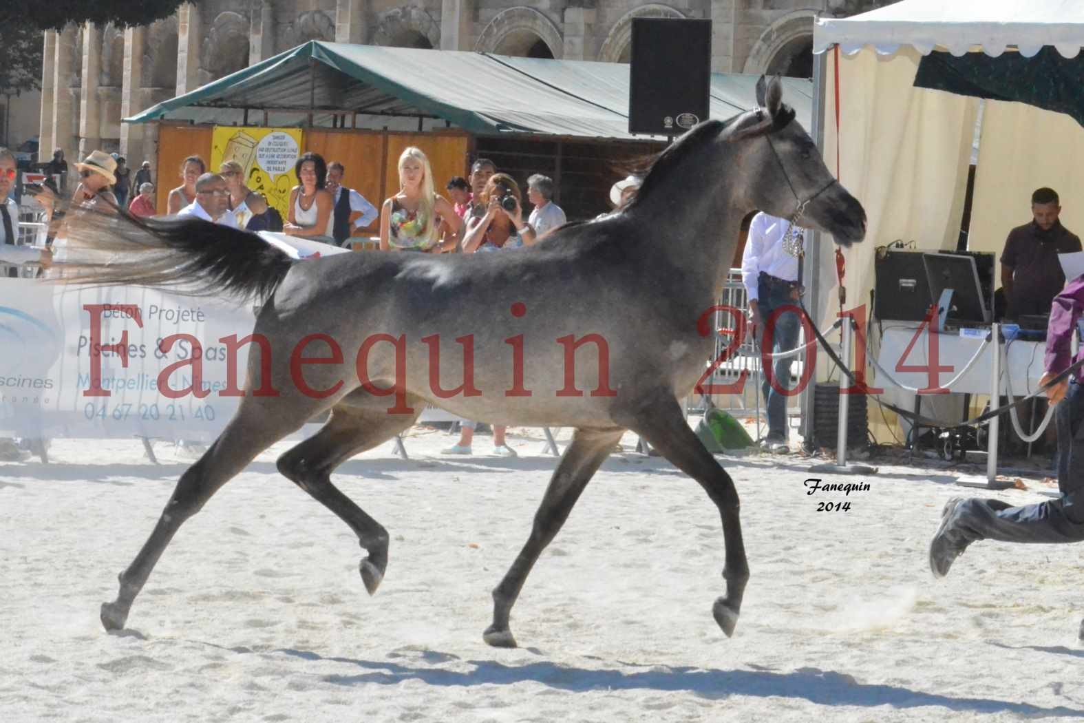 Concours National de Nîmes de chevaux ARABES 2014 - Notre Sélection - JOSEPH'S BOUZIOLS - 14