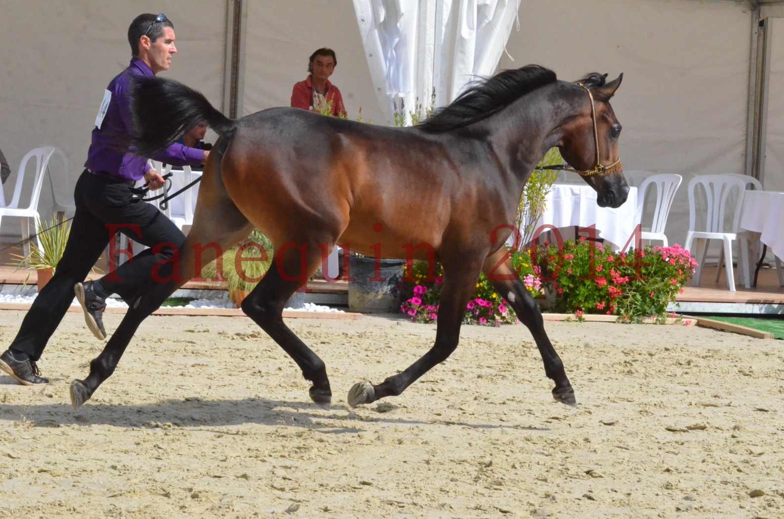 Championnat de FRANCE 2014 - Amateurs - SH FARAJAA - 08