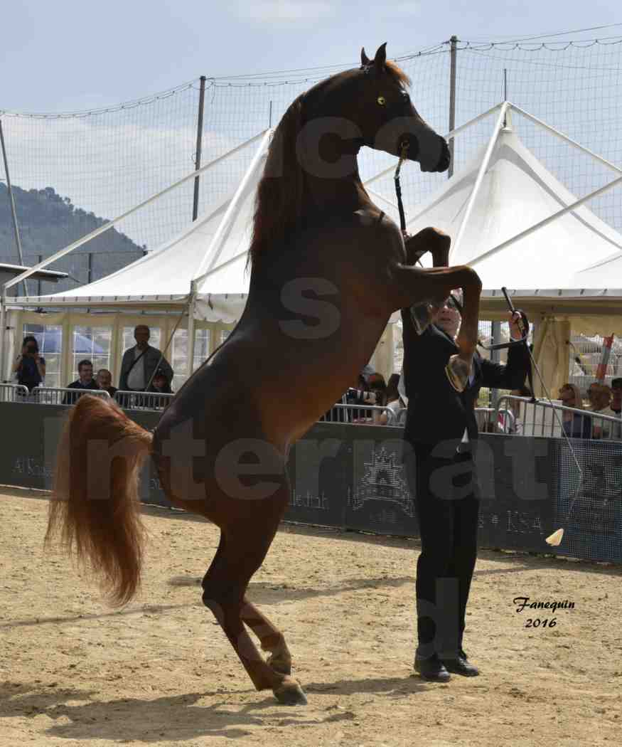 Championnat du pur-sang arabe de la Méditerranée et des pays arabes - MENTON 2016 - FAKHR AL KHALEDIAH - Notre Sélection - 12