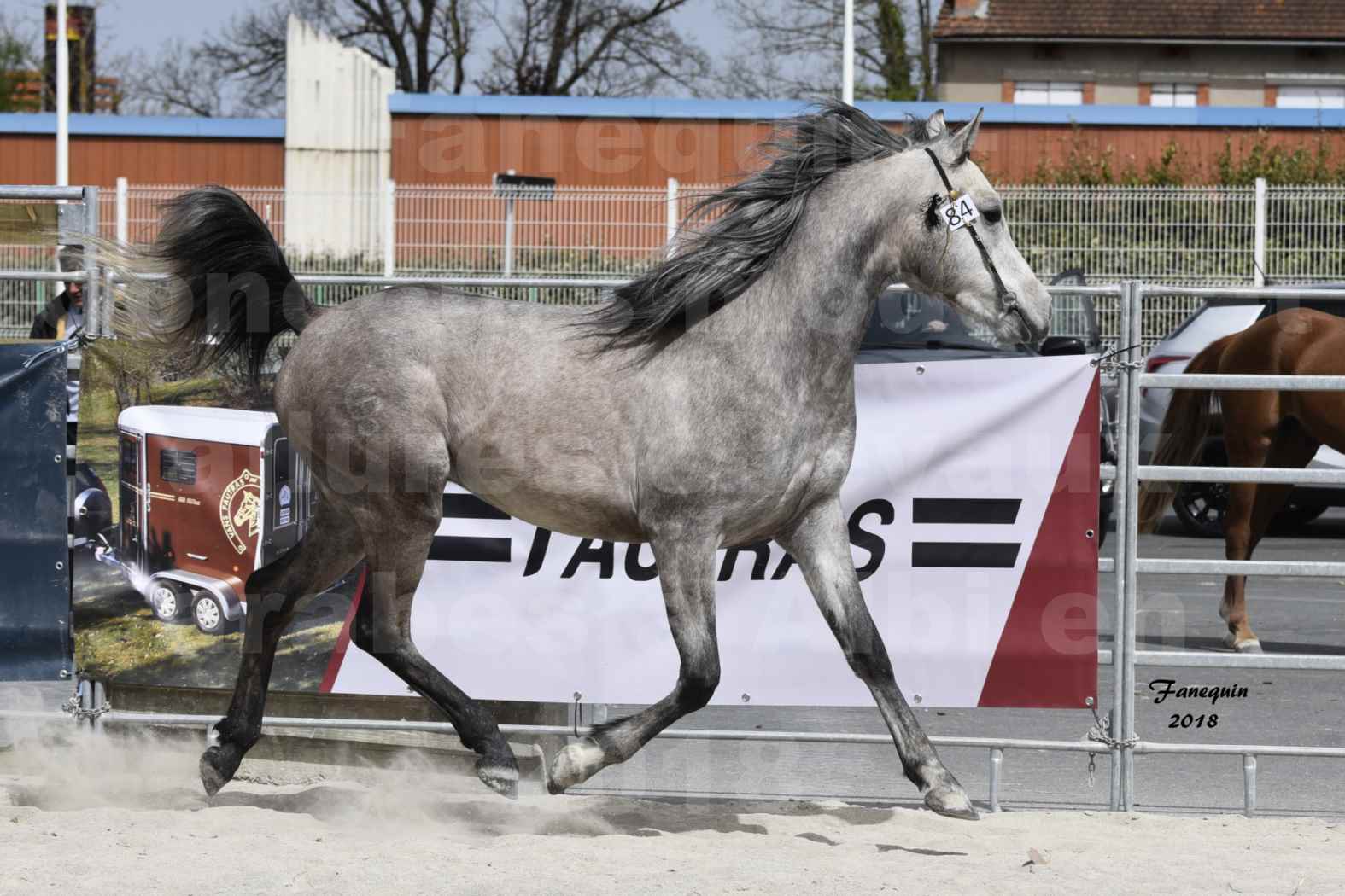 Concours d'élevage de Chevaux Arabes - D. S. A. - A. A. - ALBI les 6 & 7 Avril 2018 - FLORAC LARZAC - Notre Sélection - 2