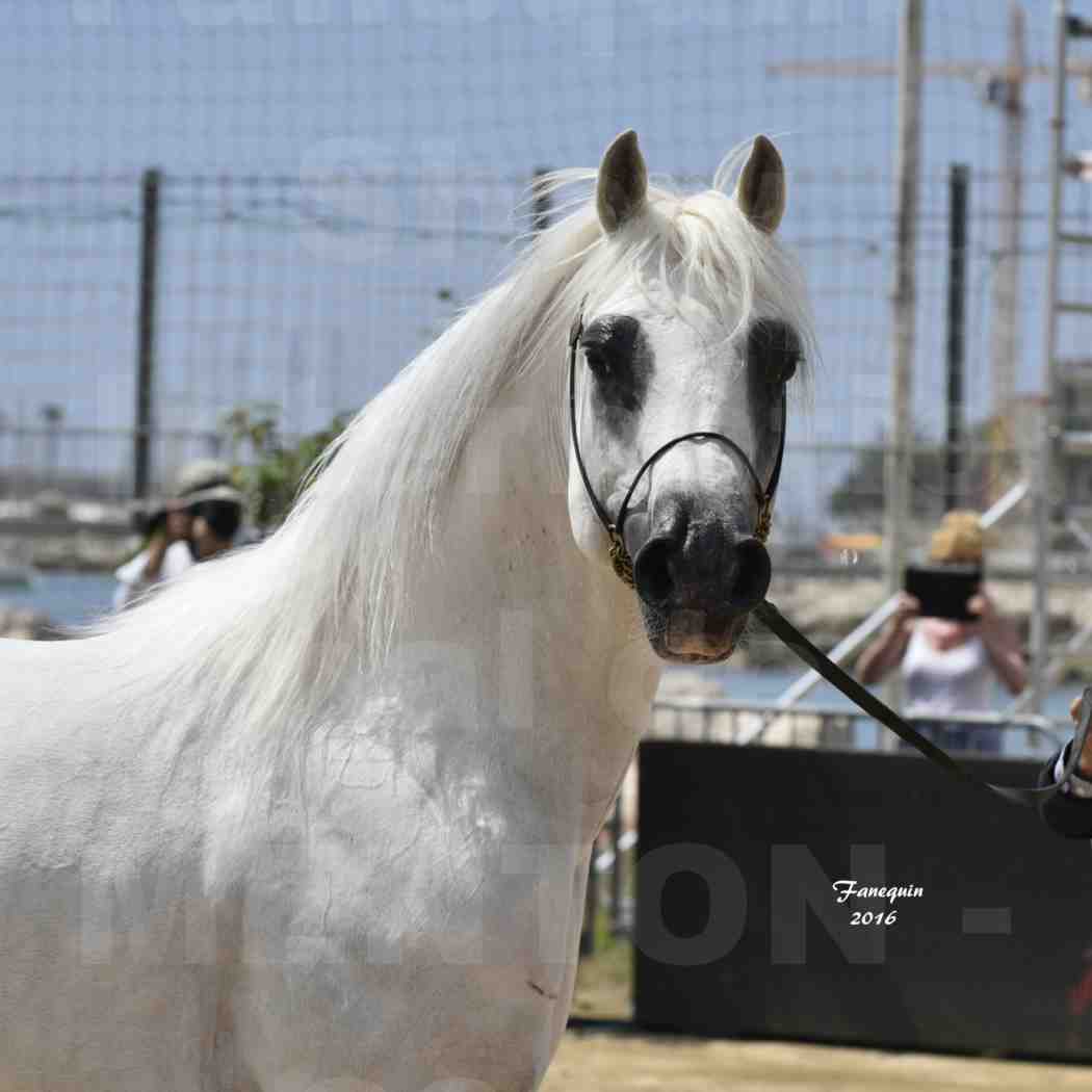 Championnat du Pur Sang Arabe de la Méditerranée et des pays Arabes - MENTON 2016 - RASWAN DE GARGASSAN - Notre Sélection - Portraits - 3