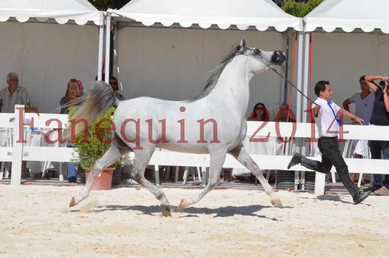 Concours National de Nîmes de chevaux ARABES 2014 - Sélection - SHAOLIN DE NEDJAIA - 06