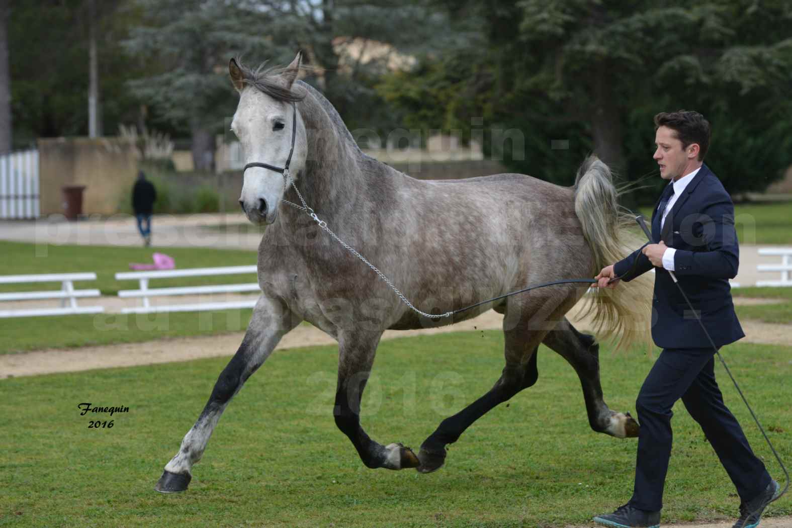 Présentation d’Étalons aux Haras d'UZES en 2016 - Présentation en longe - DIOSAÏ D'ALAJOU - 3