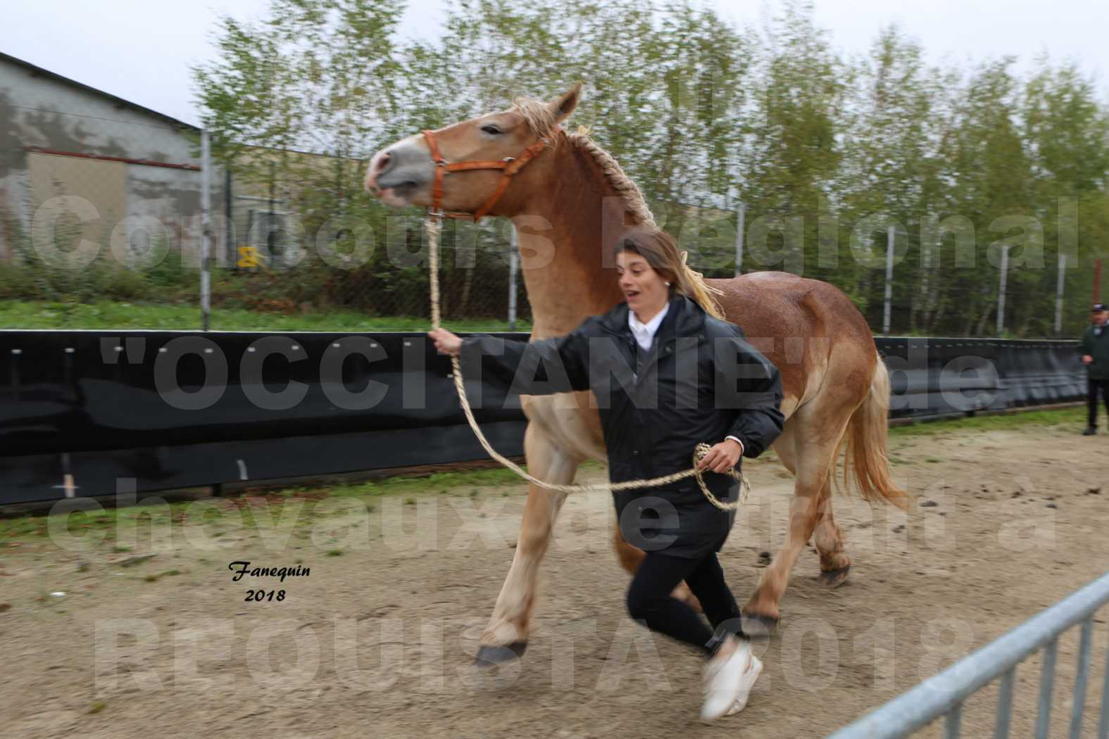 Concours Régional "OCCITANIE" de Chevaux de Traits à REQUISTA en 2018 - GALIA DES AMOUROUX - 4