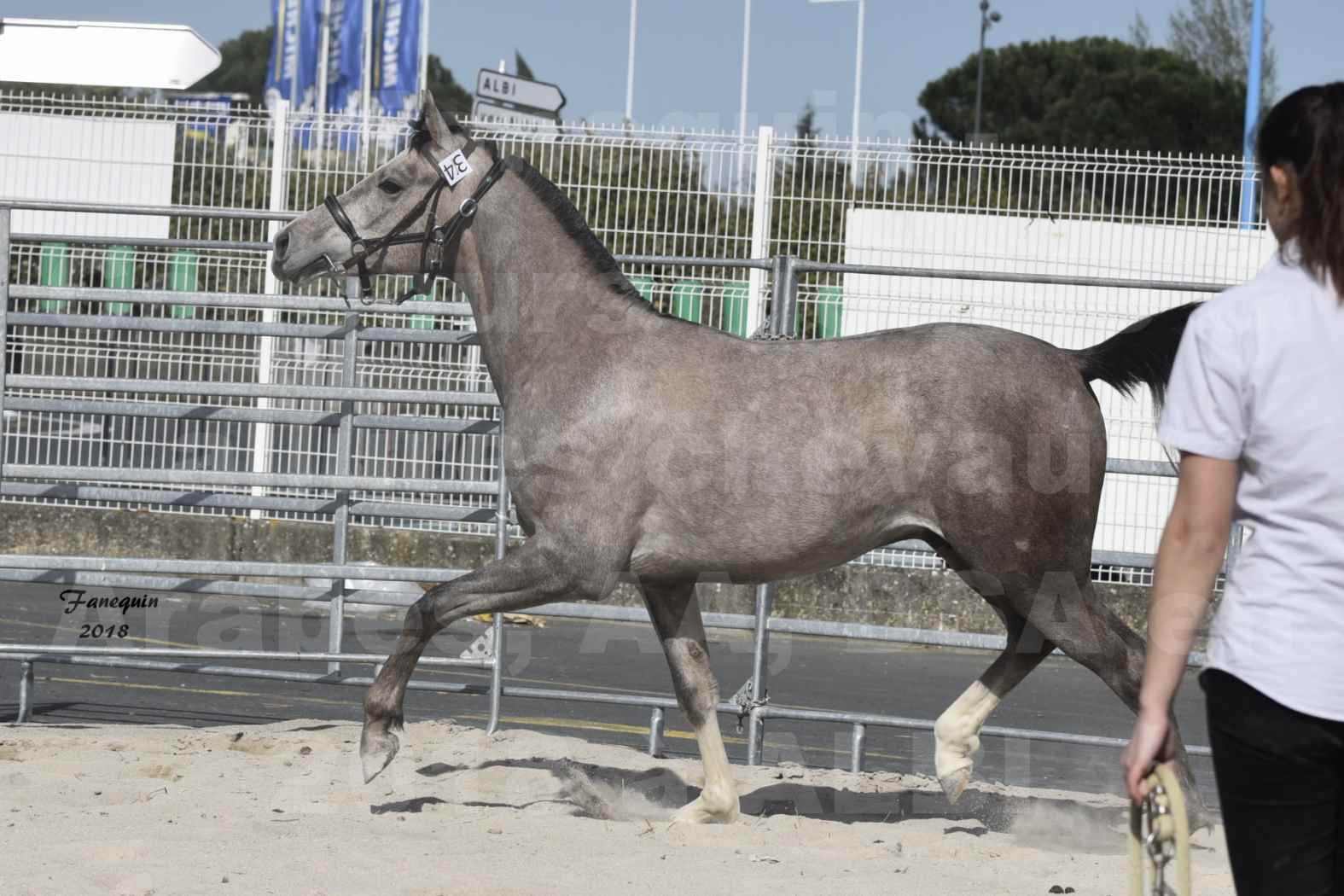 Concours d'élevage de Chevaux Arabes - D. S. A. - A. A. - ALBI les 6 & 7 Avril 2018 - GRIMM DE DARRA - Notre Sélection - 4