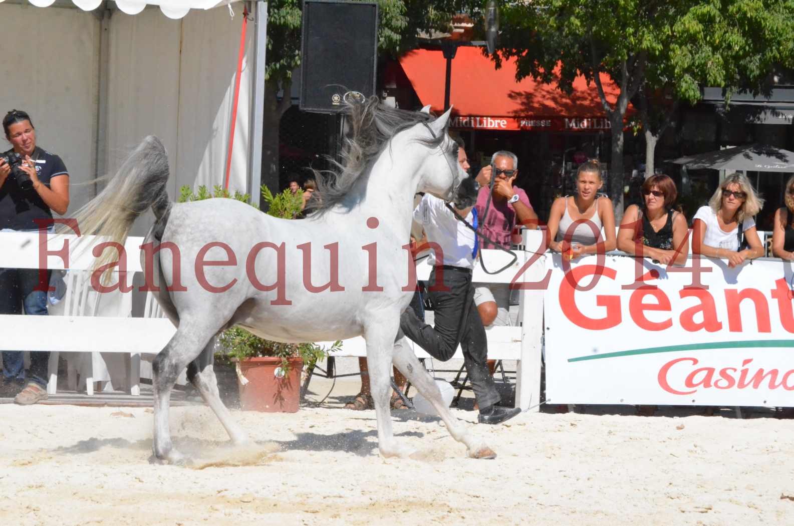 Concours National de Nîmes de chevaux ARABES 2014 - Sélection - SHAOLIN DE NEDJAIA - 25