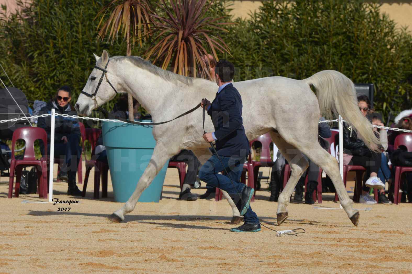 Présentation d’Étalons aux Haras d'UZES - Présentation en longe - GERSIK - 5