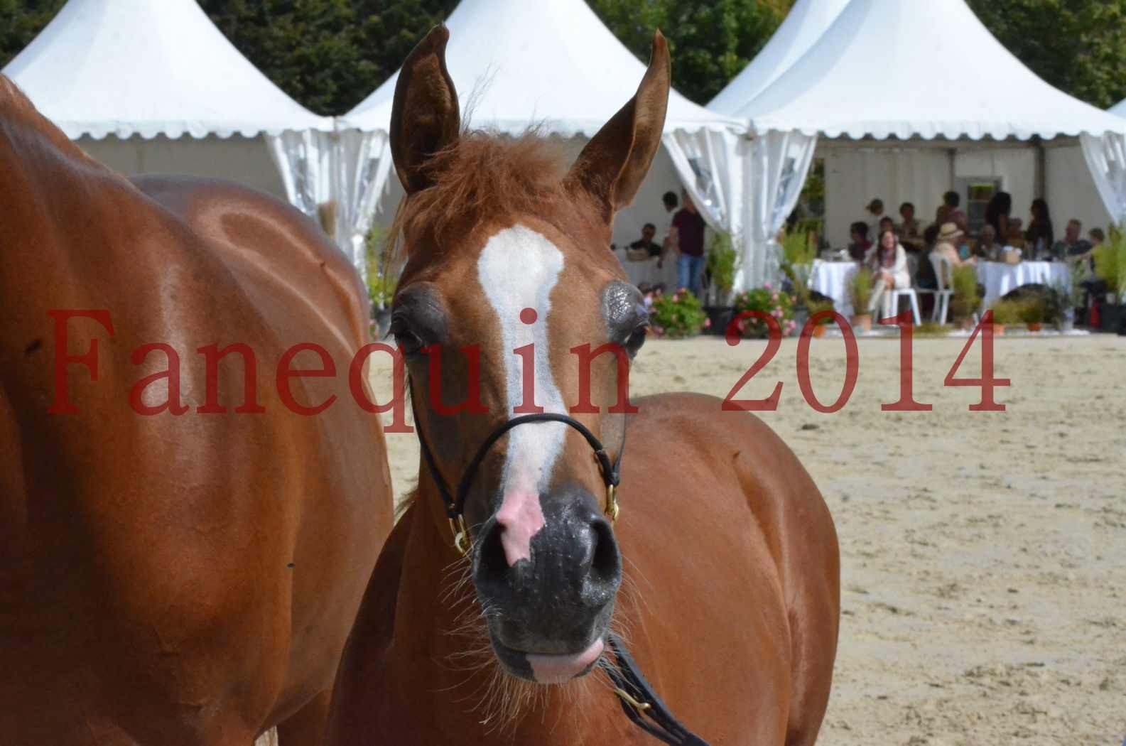 ﻿CHAMPIONNAT DE FRANCE 2014 A POMPADOUR - Championnat - KINSHASA JA - 55