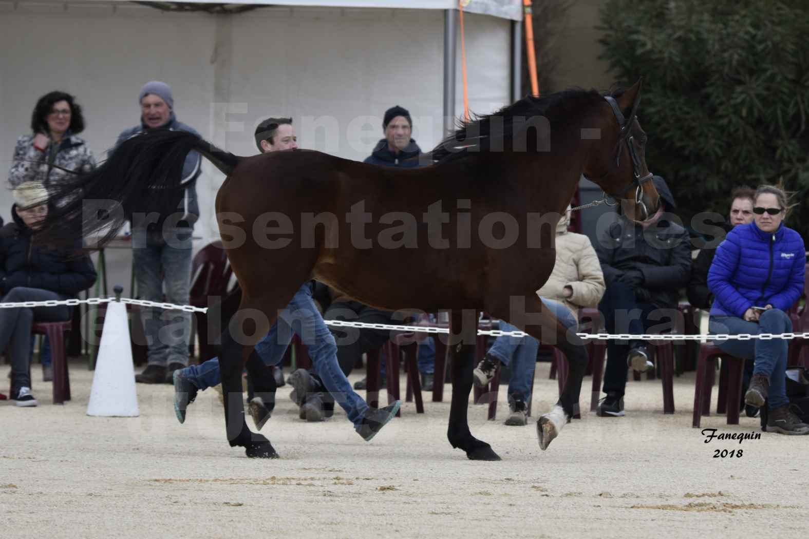 Présentation d’Étalons au Haras d'UZES 2018 - ARTIK CADILLAN - notre sélection - en main - 1