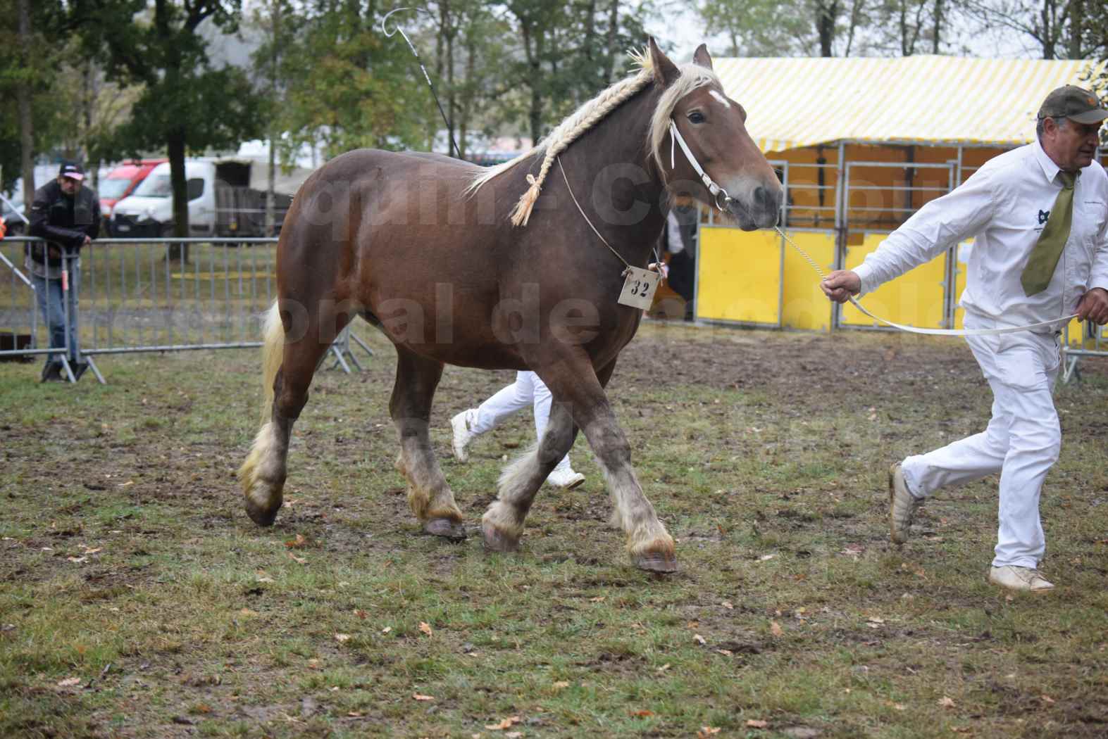 Concours Régional de chevaux de traits en 2017 - Pouliche Trait COMTOIS - ECLIPCE DE PIGASSOU - 17