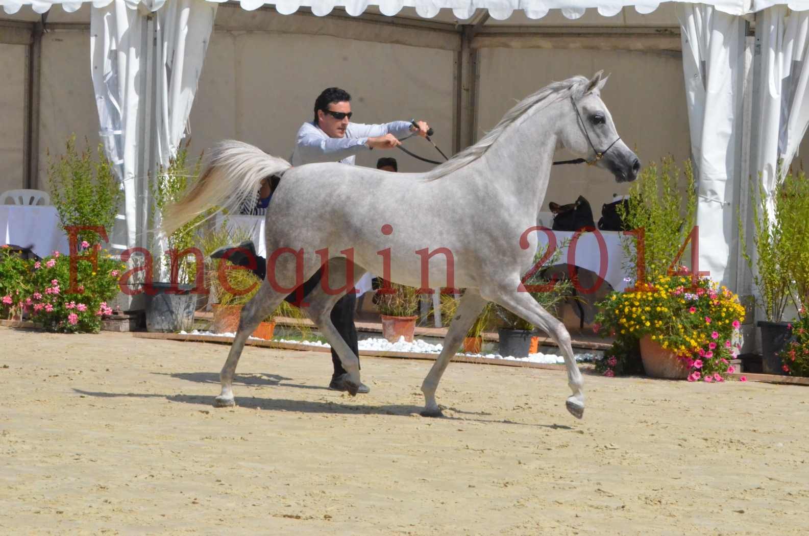 Championnat de FRANCE 2014 - Amateurs - VOLODIA DE LAFON - 045