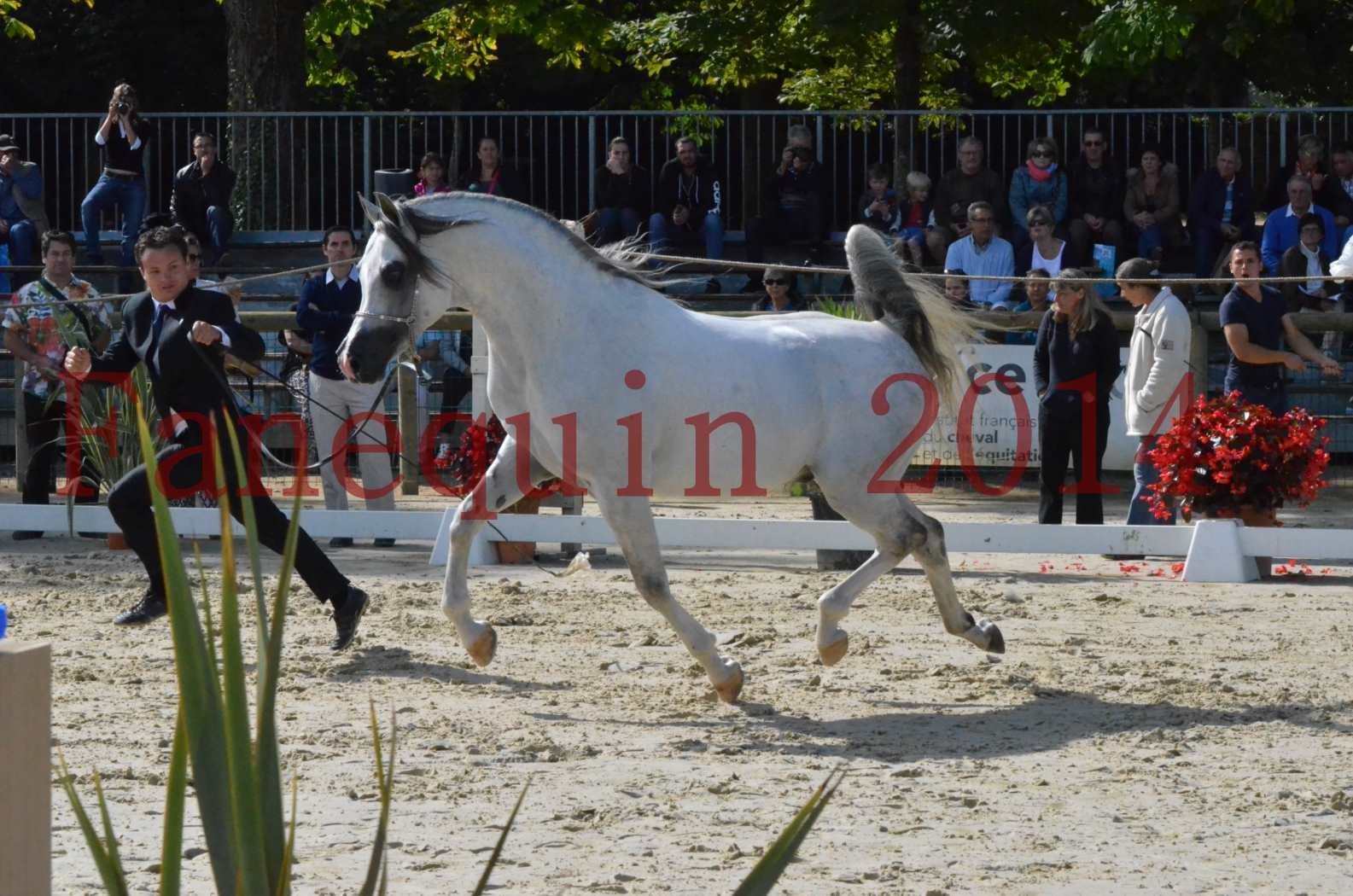 CHAMPIONNAT DE FRANCE  2014 A POMPADOUR - Sélection - SHAOLIN DE NEDJAIA - 37