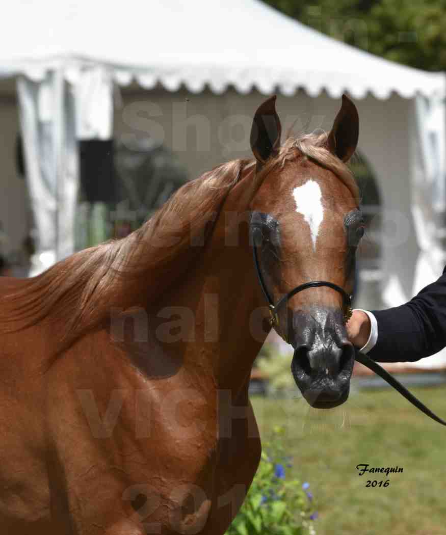 International Arabian Horse Show B de VICHY 2016 - JA FALAENE - Notre Sélection - Portraits - 2