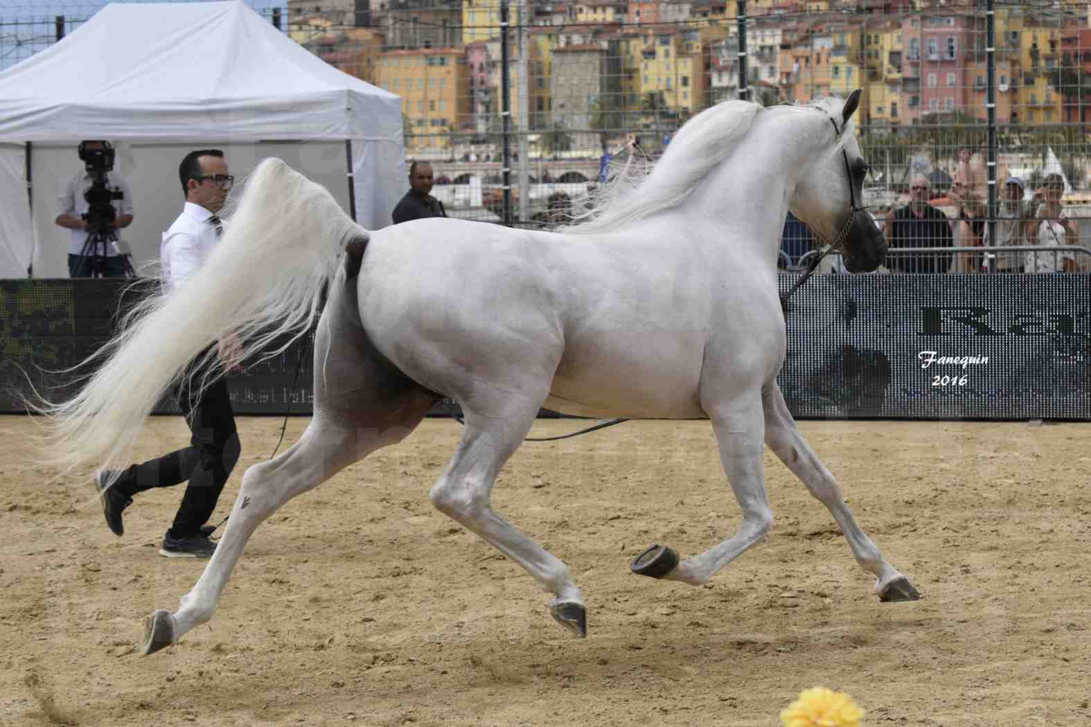 Show International de chevaux ARABES de MENTON 2016 - AJA ANGELO - 21