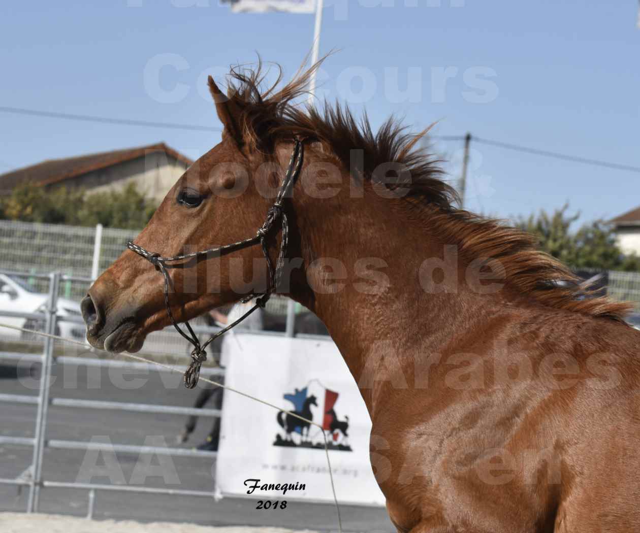 Concours d'élevage de Chevaux Arabes - D. S. A. - A. A. - ALBI les 6 & 7 Avril 2018 - GRIOU DU GRIOU - Notre Sélection - Portraits - 1