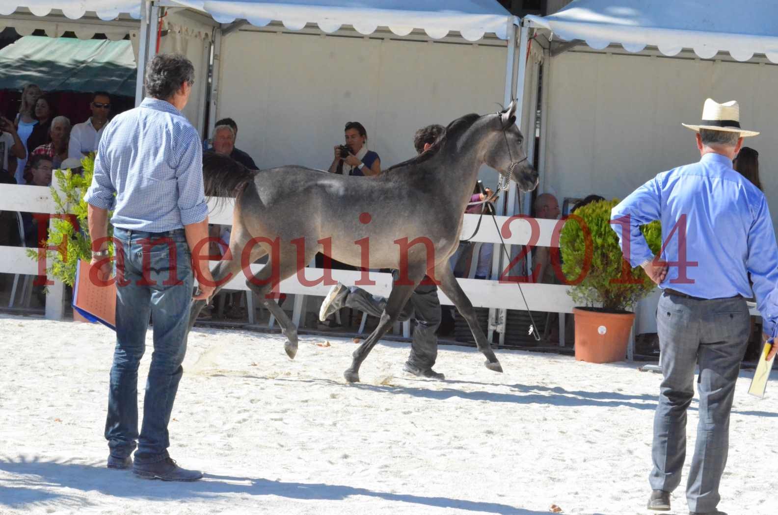 Concours National de Nîmes de chevaux ARABES 2014 - Championnat - JOSEPH'S BOUZIOLS - S 04