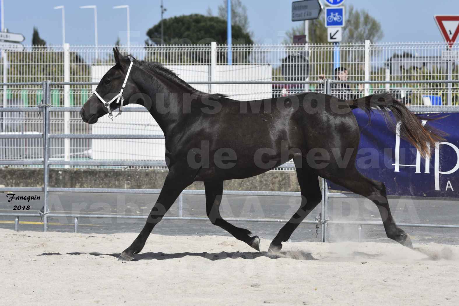 Concours d'élevage de Chevaux Arabes - D S A - A A - ALBI les 6 & 7 Avril 2018 - GUANGZHOU ARTAGNAN - Notre Sélection - 2