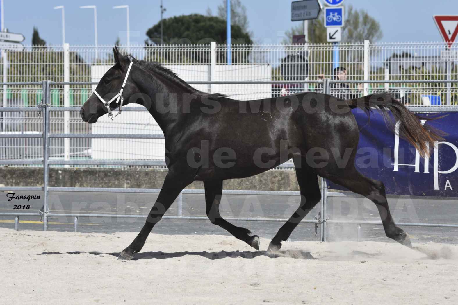 Concours d'élevage de Chevaux Arabes - D S A - A A - ALBI les 6 & 7 Avril 2018 - GUANGZHOU ARTAGNAN - Notre Sélection - 2