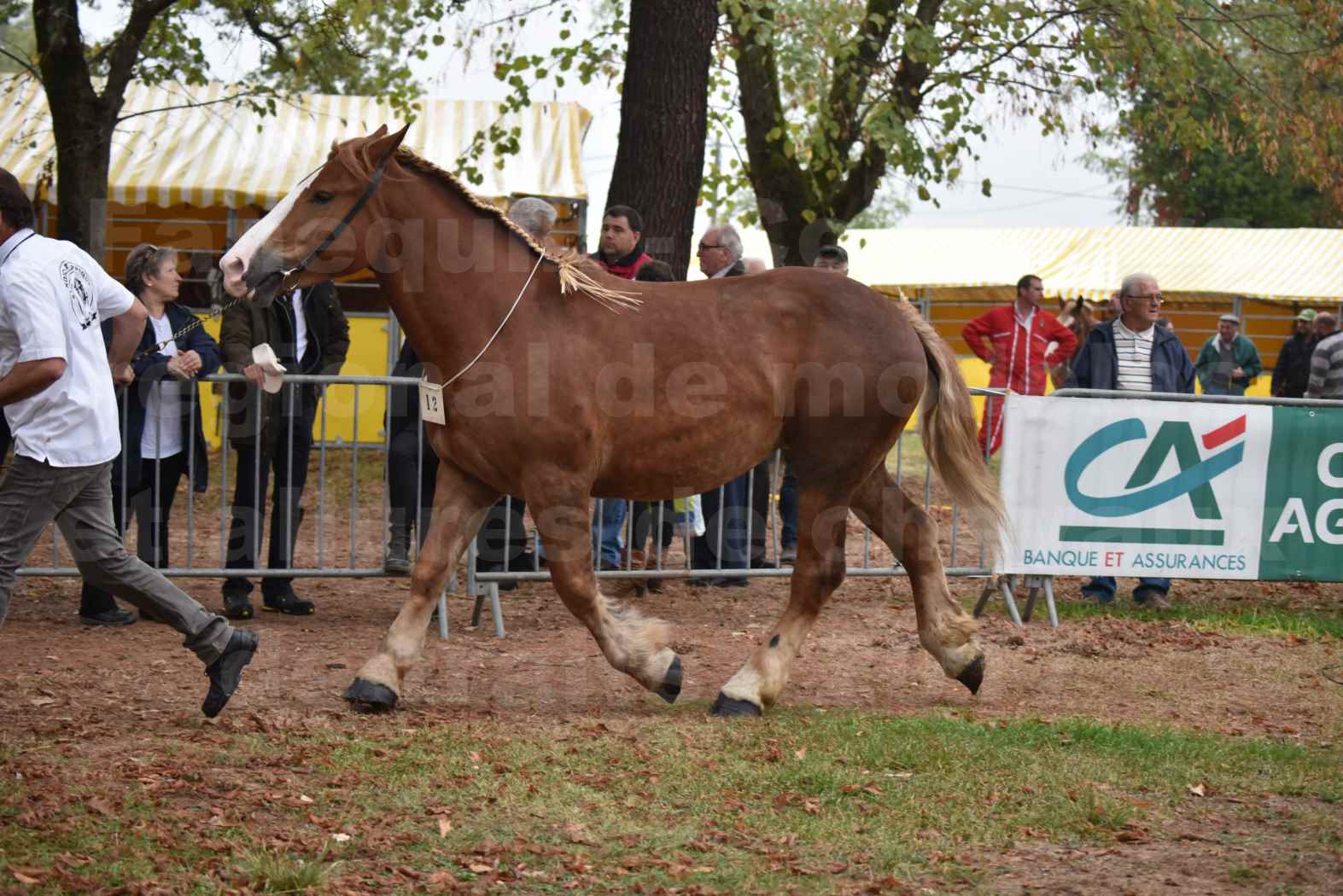 Concours Régional de chevaux de traits en 2017 - Trait BRETON - FLICKA 26 - 18