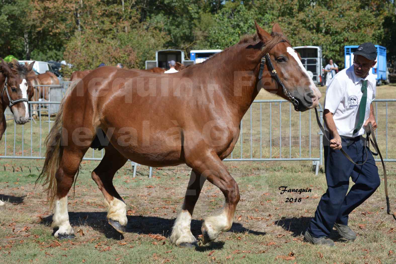 Fête du cheval à GRAULHET le 16 septembre 2018 - Concours Départemental de chevaux de traits - 28