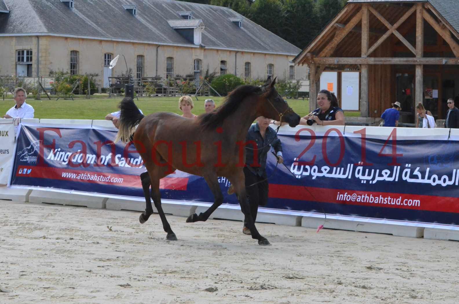 Championnat de FRANCE 2014 - Amateurs - KAL'ELLE D'ELHORIA - 04