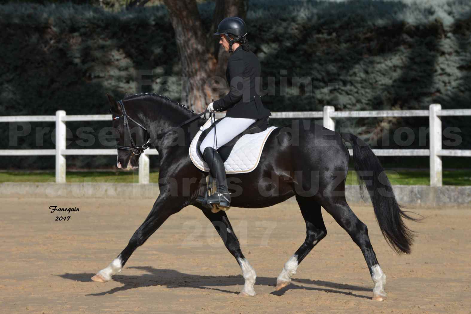 Présentation d’Étalons aux Haras d'UZES - Présentation  monté - VOLUPTO DES BOURDONS - 1