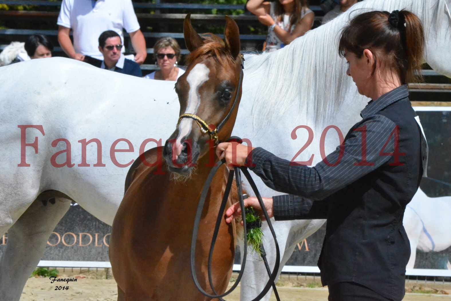 CHAMPIONNAT DE FRANCE 2014 A POMPADOUR - Notre Sélection - Portraits - TSAR KENZA - 3