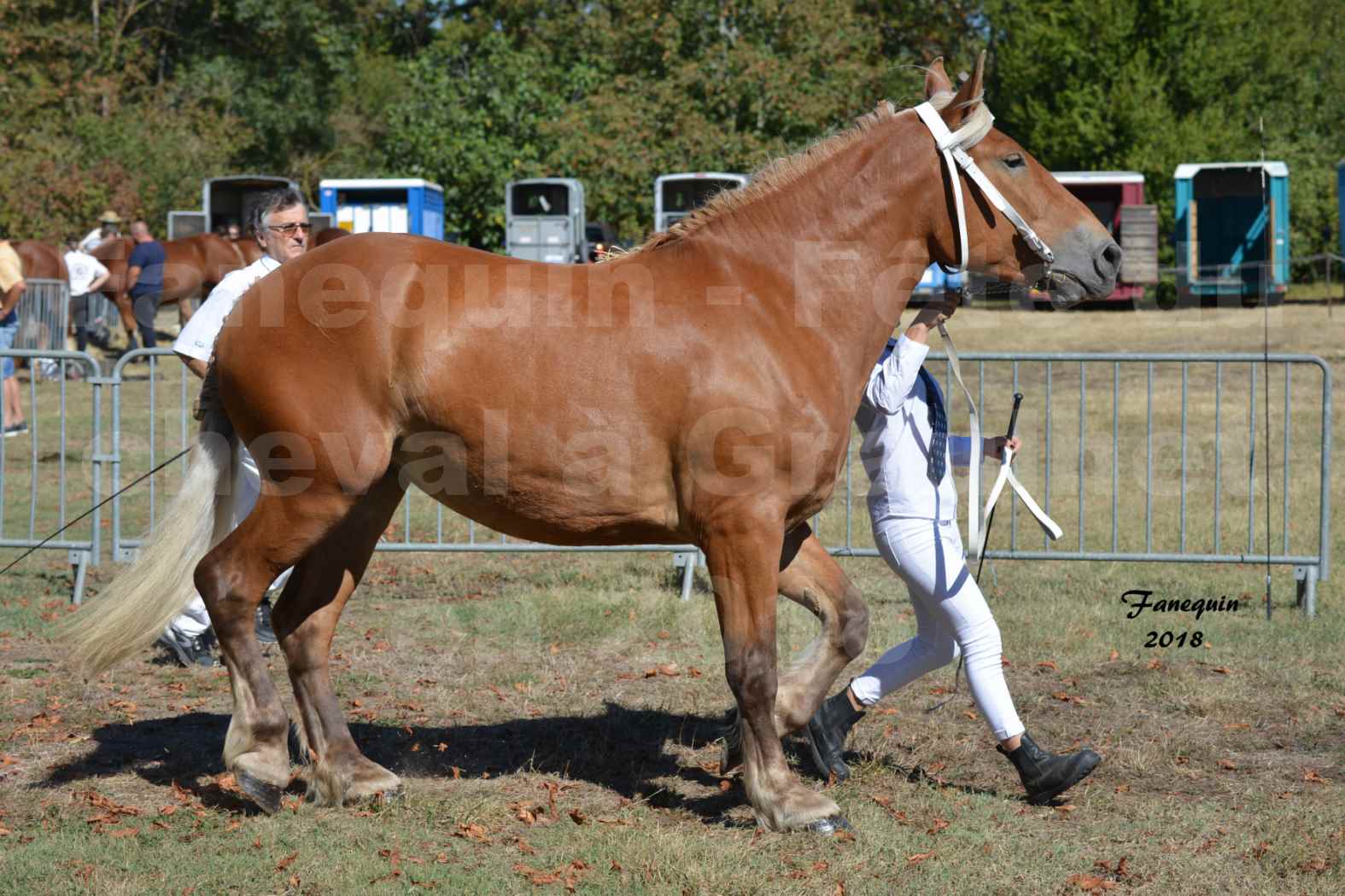 Fête du cheval à GRAULHET le 16 septembre 2018 - Concours Départemental de chevaux de traits - 16