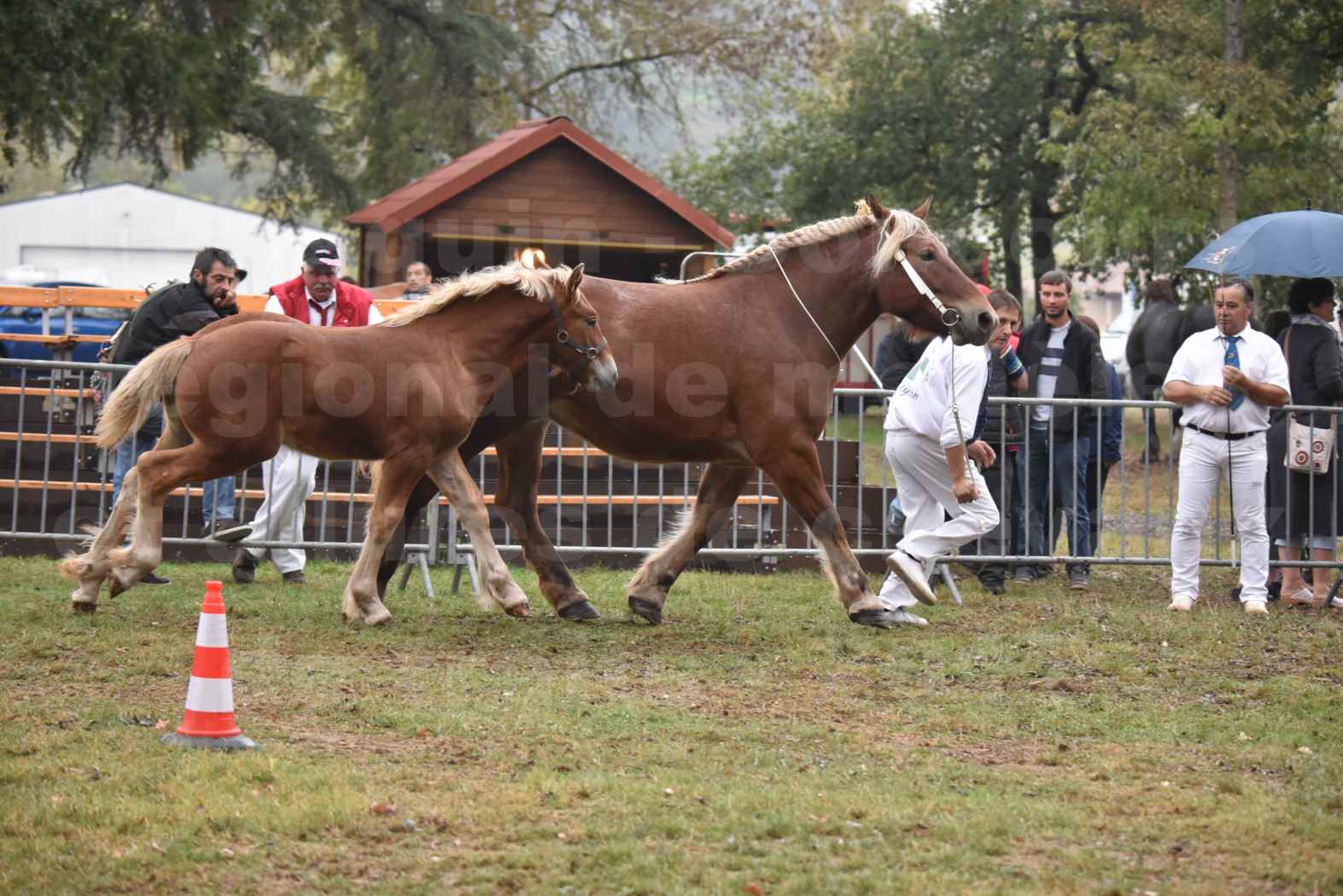 Concours Régional de chevaux de traits en 2017 - Jument & Poulain Trait COMTOIS - CHIPPIE 2 - 01