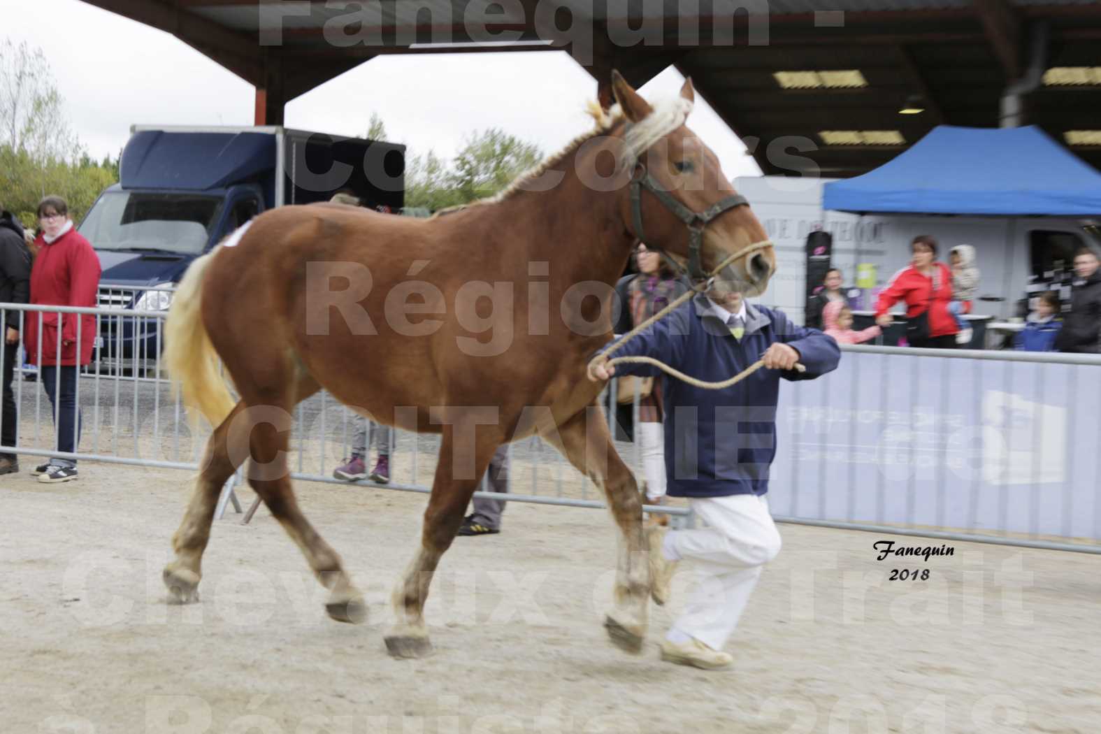 Concours Régional "OCCITANIE" de Chevaux de Traits à REQUISTA en 2018 - HIRONDELLE DE VERLHAC - 6