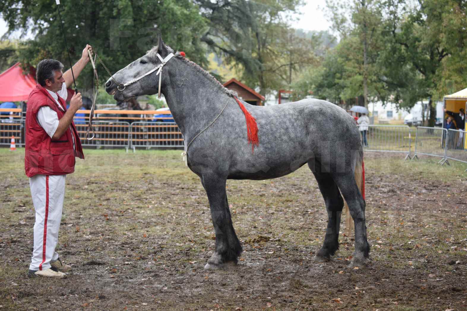 Concours Régional de chevaux de traits en 2017 - Pouliche Trait PERCHERON - FANY DES COUSTAUSSES - 3