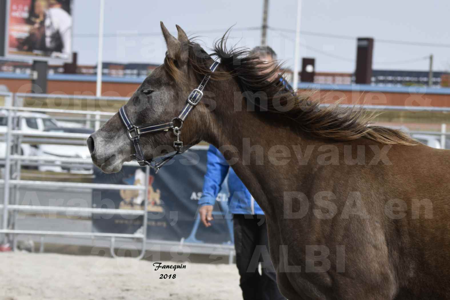 Concours d'élevage de Chevaux Arabes - Demi Sang Arabes - Anglo Arabes - ALBI les 6 & 7 Avril 2018 - FARAH DU CARRELIE - Notre Sélection - Portraits - 3