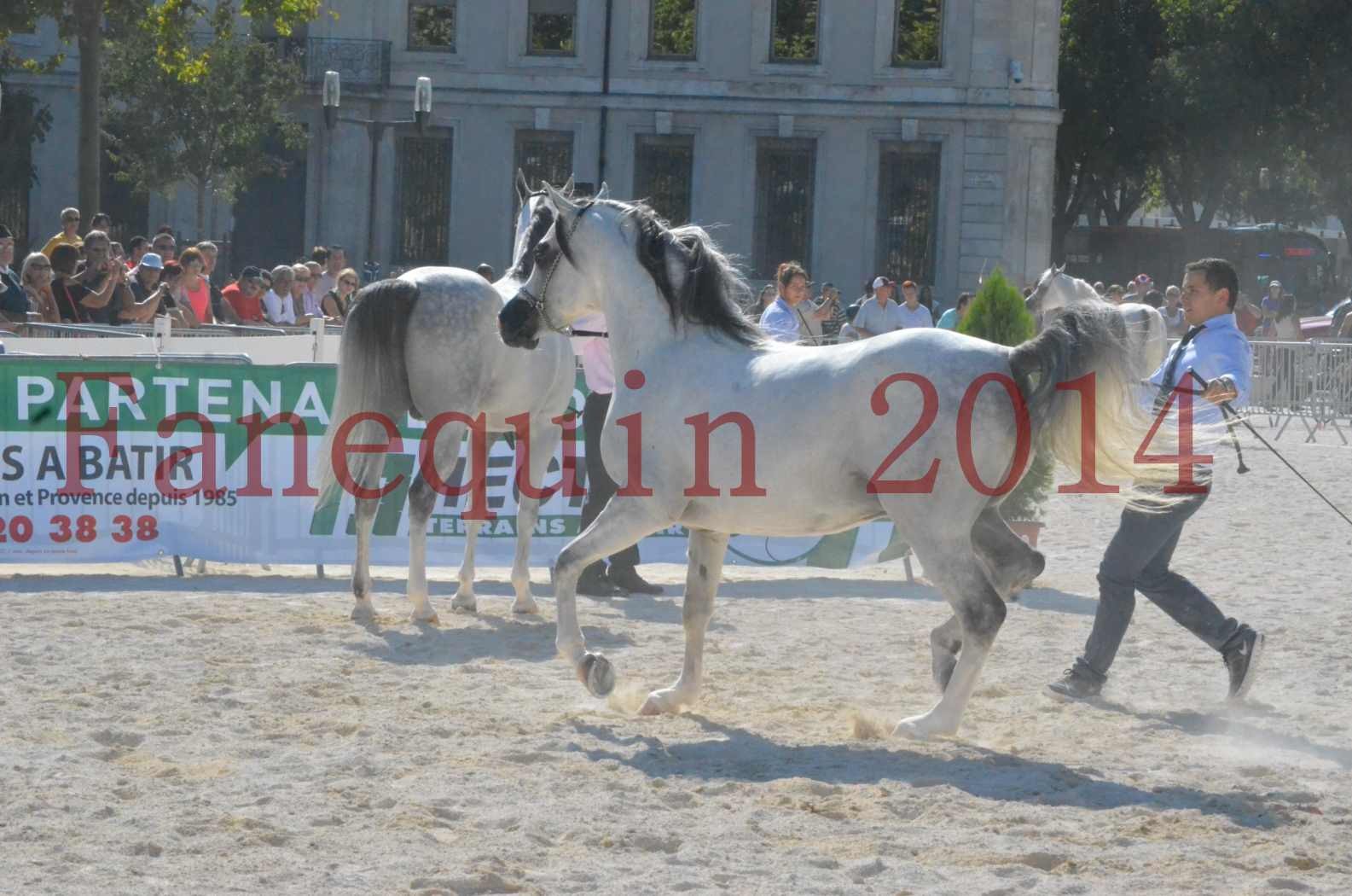 Concours National de Nîmes de chevaux ARABES 2014 - Championnat - SHAOLIN DE NEDJAIA - 04